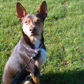 Boerenfox
