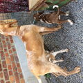 Bracco Italiano