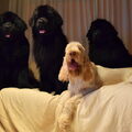 Spinone Italiano