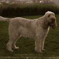 Spinone Italiano