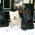 Schotse Terrier