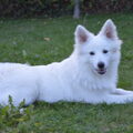 Grote Keeshond, wit