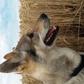 Tsjechoslowaakse Wolfhond