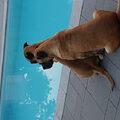 Boerboel