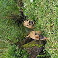 Boerboel