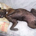 Boxer