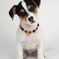 Jack Russell Terrier