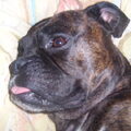 Boxer