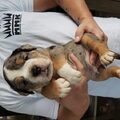 Old English Bulldog