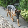 Duitse Herder