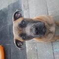Boerboel