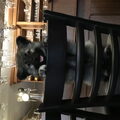 Grote Keeshond, wolfsgrijs