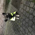 Grote Keeshond, wolfsgrijs