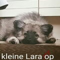 Grote Keeshond, wolfsgrijs