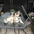 Grote Keeshond, wolfsgrijs