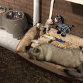 Grote Keeshond, wolfsgrijs