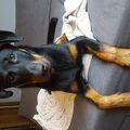 Beauceron