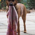 Oostenrijkse Pinscher