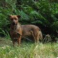 Oostenrijkse Pinscher