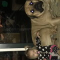 Boerboel