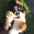 Berner Sennenhond