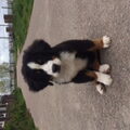 Berner Sennenhond
