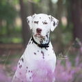 Dalmatische hond