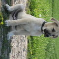 Kangal