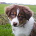 Australian Shepherd