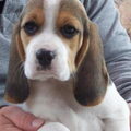 Beagle