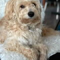 Tibetaanse Terrier
