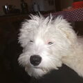 Maltezer