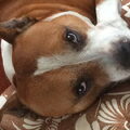 Engelse Stafford