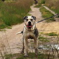 Amerikaanse Bulldog