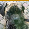 Boerboel