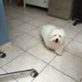 Coton de Tulear
