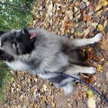 Grote Keeshond, wolfsgrijs