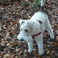 Foxterrier, draadhaar