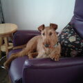Ierse Terrier