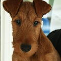 Ierse Terrier