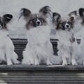 Epagneul Nain Continental, Papillon