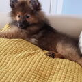 Keeshond, Middenslag