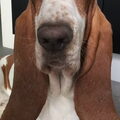 Basset Hound