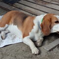 Beagle