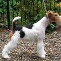 Foxterrier, draadhaar