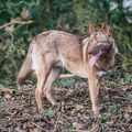 American Indian Dog