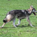 American Indian Dog