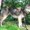 American Indian Dog