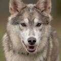 American Indian Dog