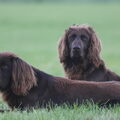 Duitse Staande Hond, Langhaar